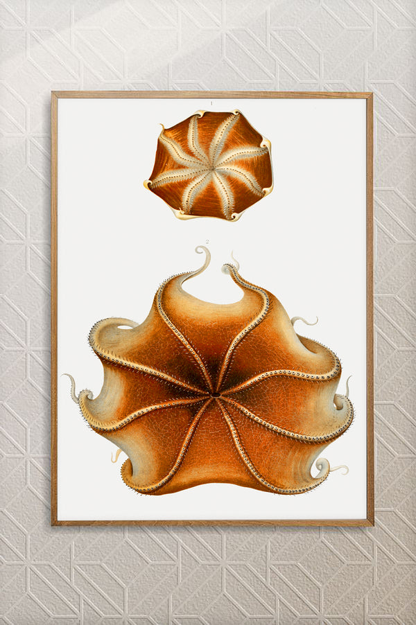 Vintage Wall Art - Cirrate Octopus Scientific Illustration